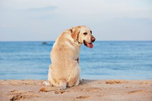 κίνδυνοι για τα ζώα το καλοκαίρι